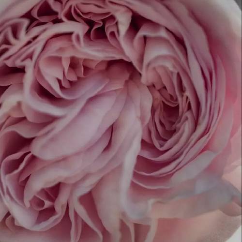  عمو دستور داده کسی میکس نمیکنه سیسم رسمی نی ولی دورم